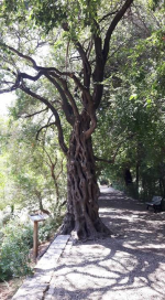 Der Wunschbaum im Botanischen Garten Montpellier